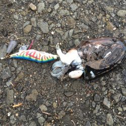 アナゴとコウイカ